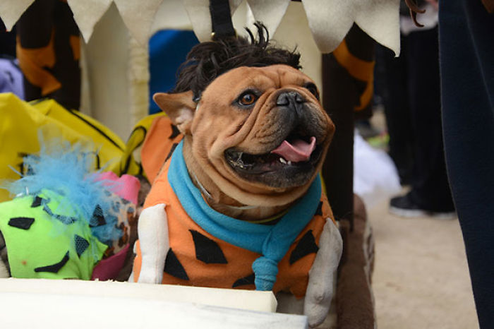 89 Terrifyingly Pawsome Halloween Costumes For Dogs