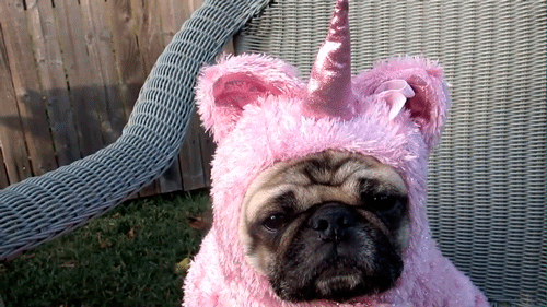 89 Terrifyingly Pawsome Halloween Costumes For Dogs