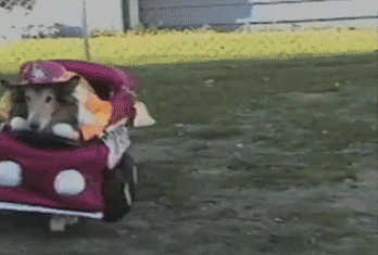 89 Terrifyingly Pawsome Halloween Costumes For Dogs