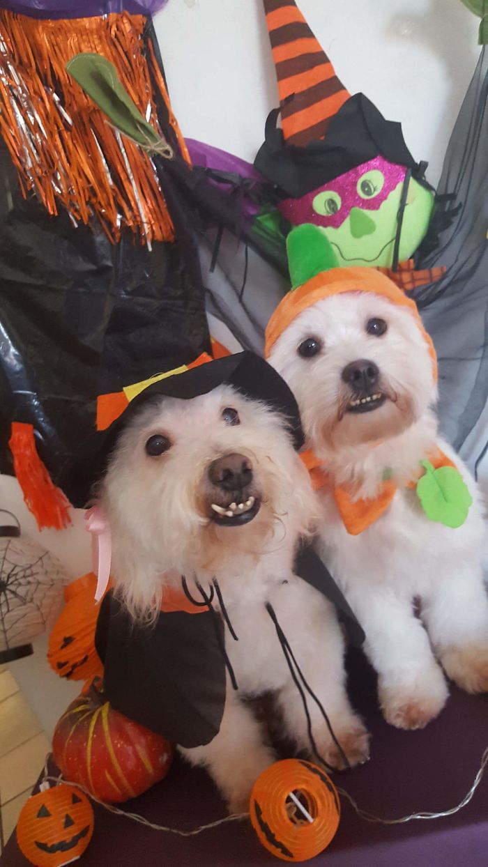89 Terrifyingly Pawsome Halloween Costumes For Dogs