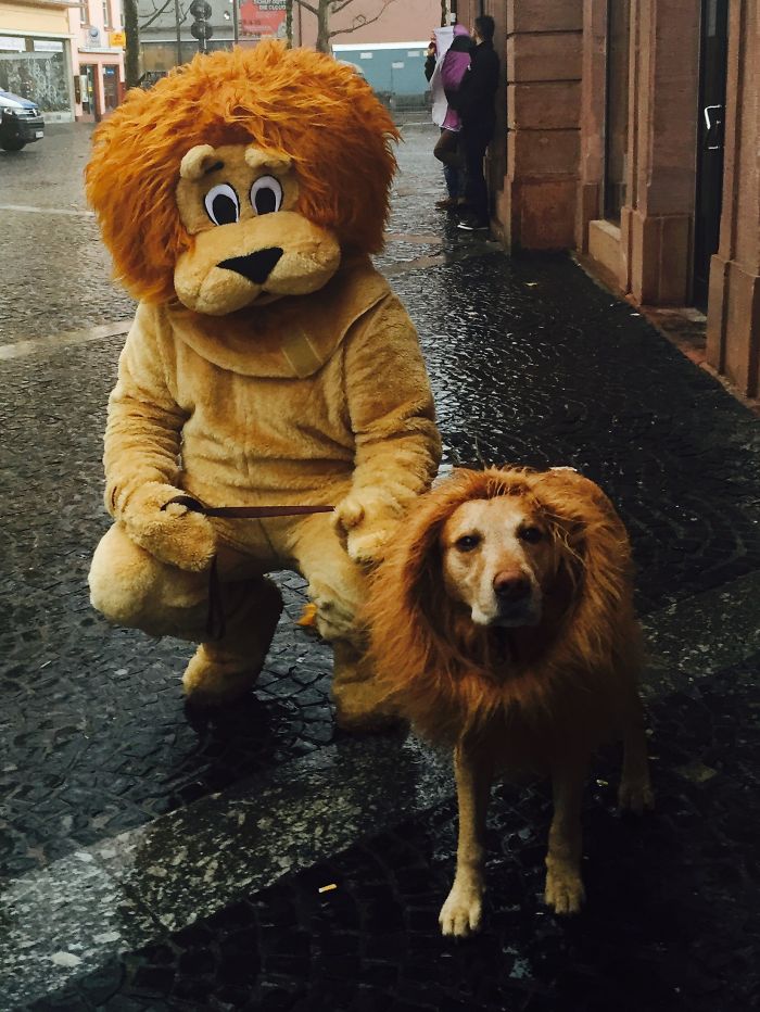 89 Terrifyingly Pawsome Halloween Costumes For Dogs