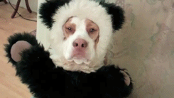 89 Terrifyingly Pawsome Halloween Costumes For Dogs