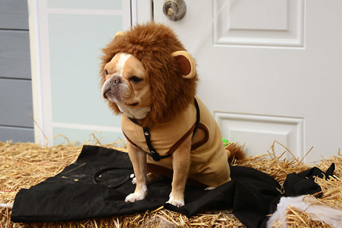 89 Terrifyingly Pawsome Halloween Costumes For Dogs