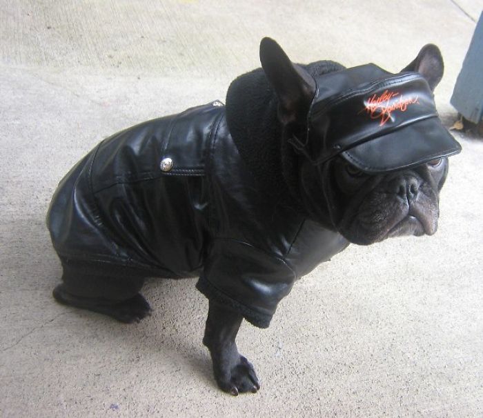 89 Terrifyingly Pawsome Halloween Costumes For Dogs