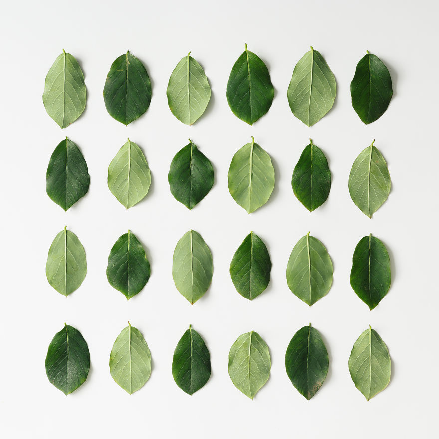 This Photographer Turns Flowers And Leaves Into Art