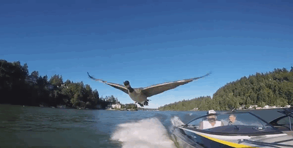 Man Who Rescued A Gosling From Drowning 2 Years Ago, Can’t Get Rid Of Her Because She Won’t Leave Him