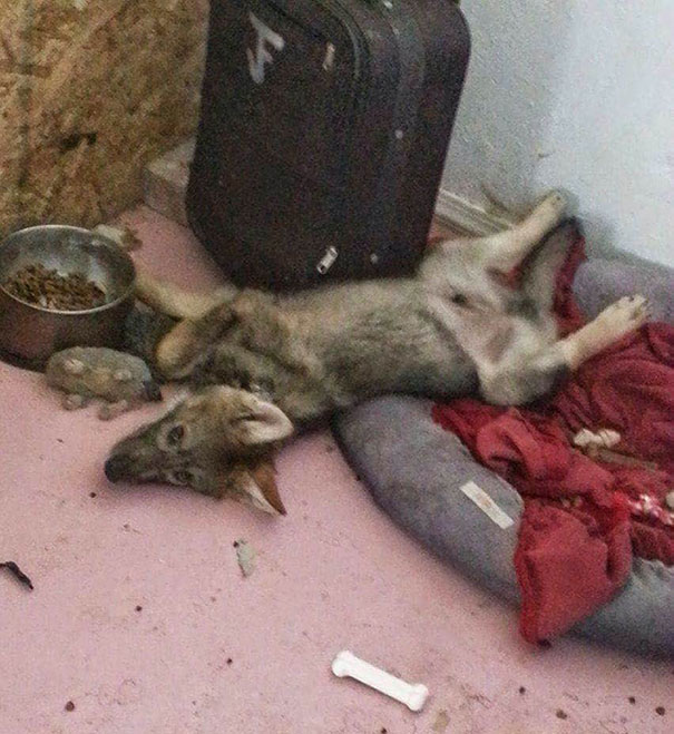 Man Is Given A Free Puppy, Soon Realizes It Is Something Else Man Is Given A Free Puppy, Soon Realizes It Is Something Else