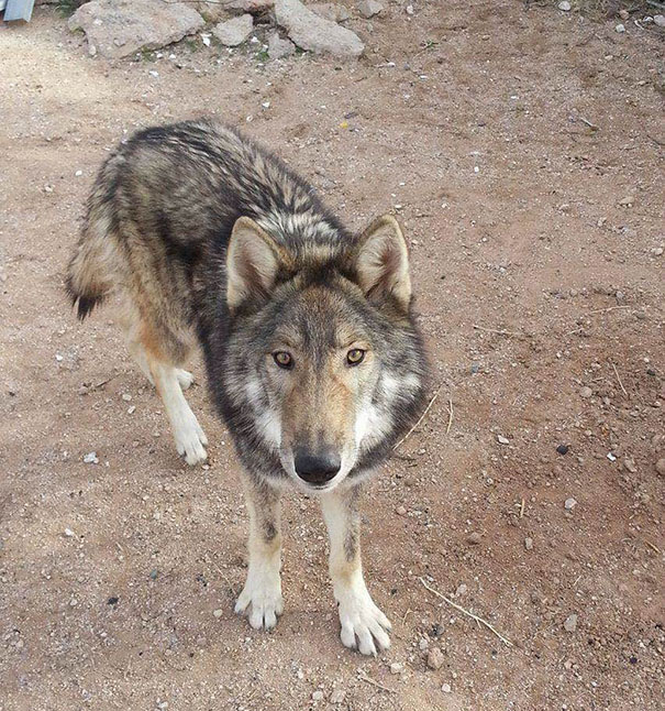 Man Is Given A Free Puppy, Soon Realizes It Is Something Else Man Is Given A Free Puppy, Soon Realizes It Is Something Else