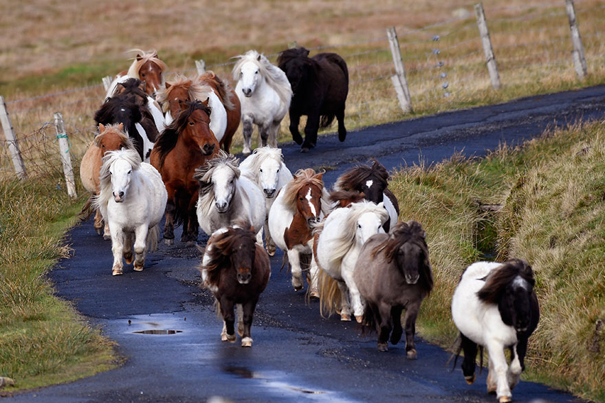 This Island Has More Miniature Ponies Than Humans This Island Has More Miniature Ponies Than Humans