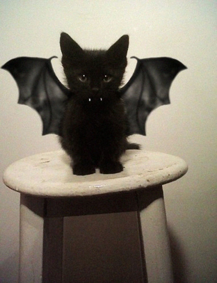 51 Terrifyingly Pawsome Halloween Cat Costumes 51 Terrifyingly Pawsome Halloween Cat Costumes