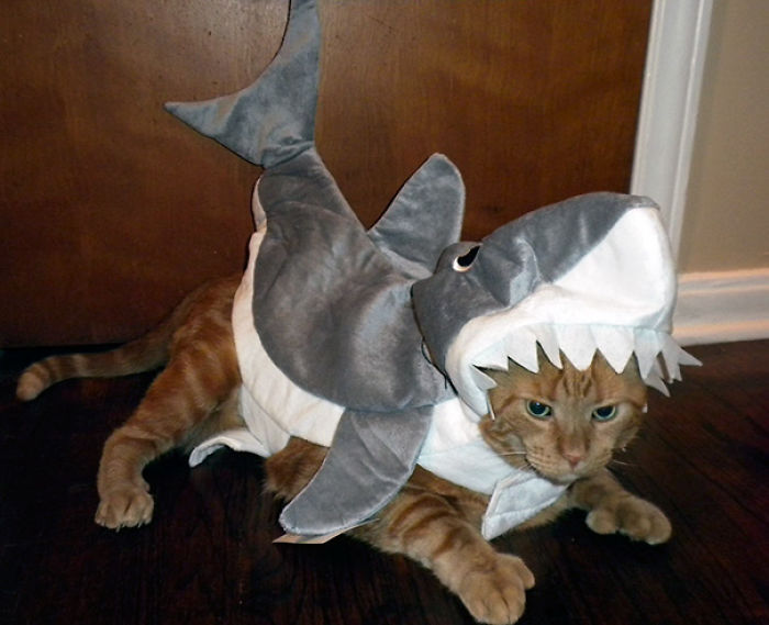 51 Terrifyingly Pawsome Halloween Cat Costumes 51 Terrifyingly Pawsome Halloween Cat Costumes