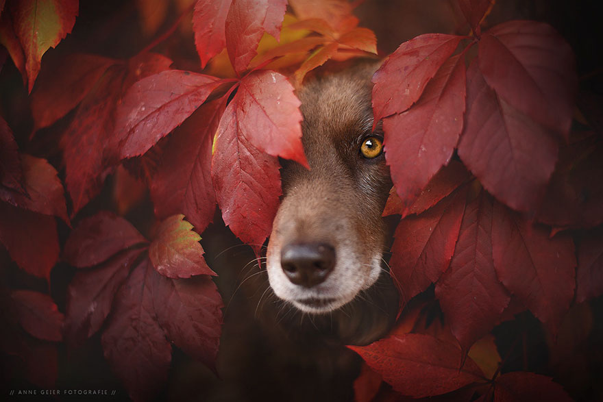 Photographer Captures Soulful Portraits Of Dogs Enjoying Autumn