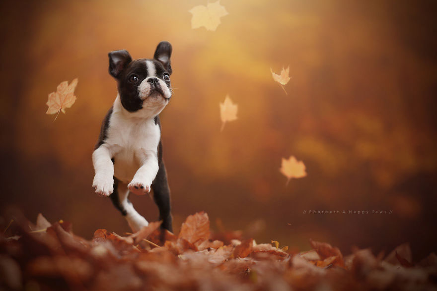 Photographer Captures Soulful Portraits Of Dogs Enjoying Autumn