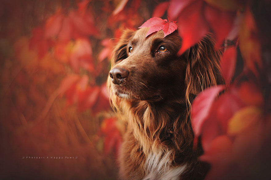 Photographer Captures Soulful Portraits Of Dogs Enjoying Autumn
