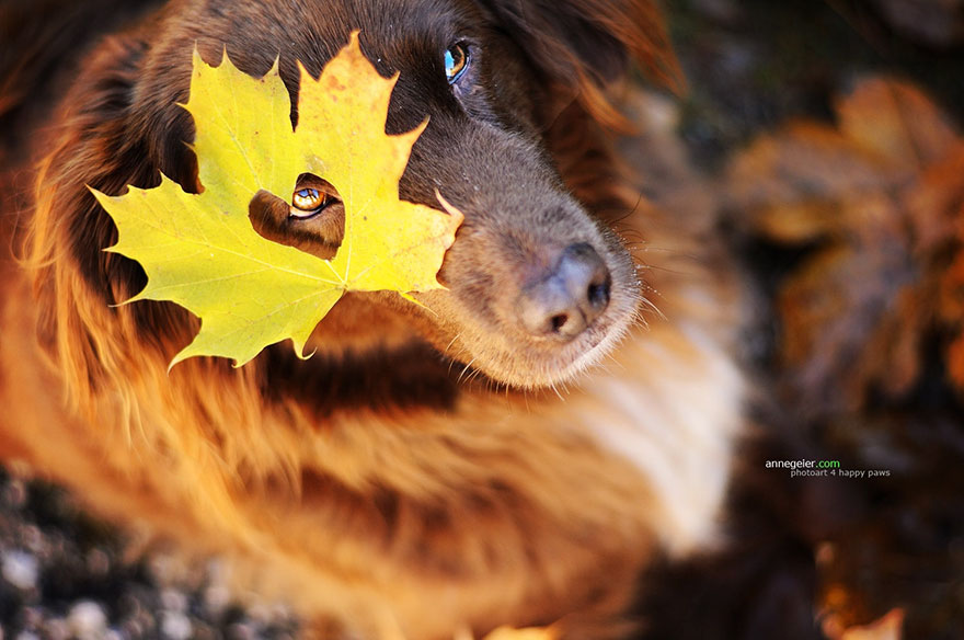 Photographer Captures Soulful Portraits Of Dogs Enjoying Autumn