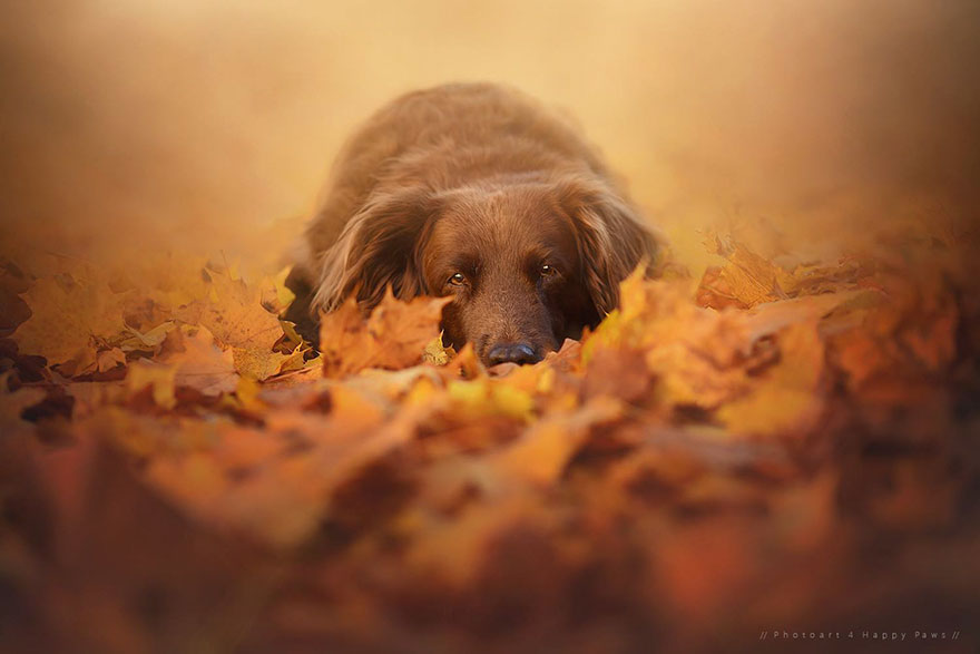 Photographer Captures Soulful Portraits Of Dogs Enjoying Autumn