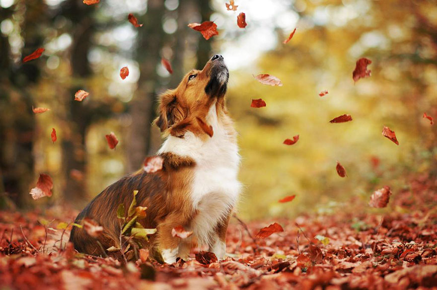 Photographer Captures Soulful Portraits Of Dogs Enjoying Autumn