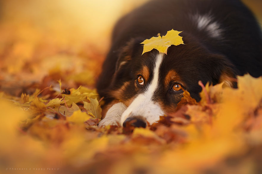 Photographer Captures Soulful Portraits Of Dogs Enjoying Autumn