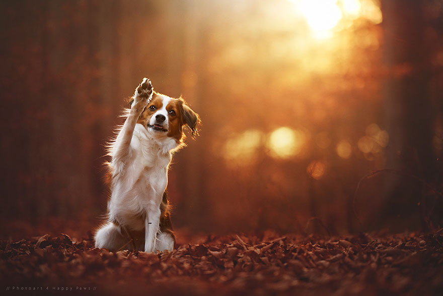 Photographer Captures Soulful Portraits Of Dogs Enjoying Autumn