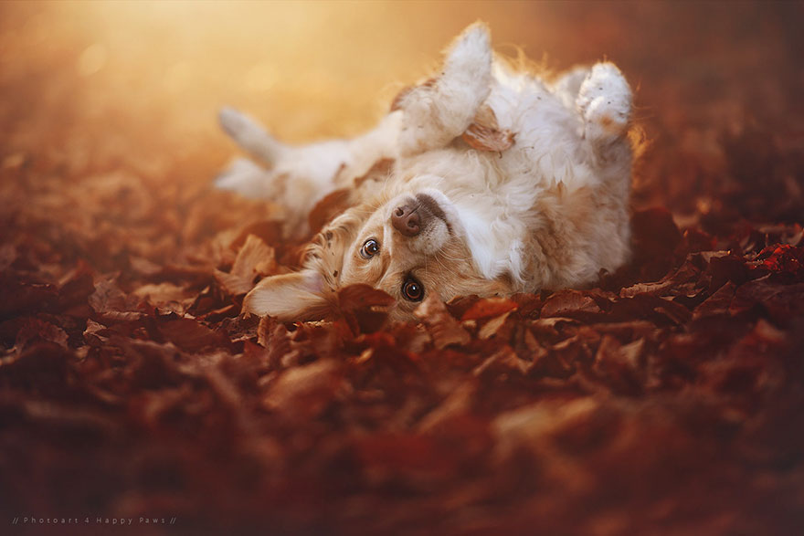 Photographer Captures Soulful Portraits Of Dogs Enjoying Autumn
