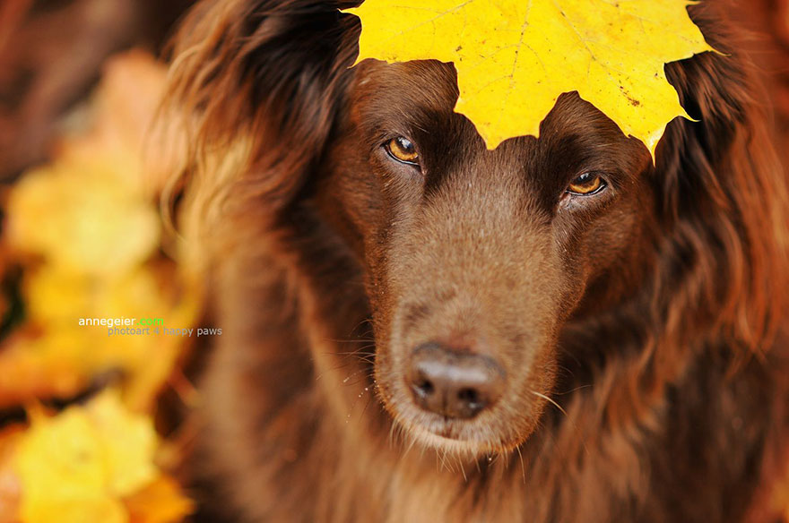 Photographer Captures Soulful Portraits Of Dogs Enjoying Autumn