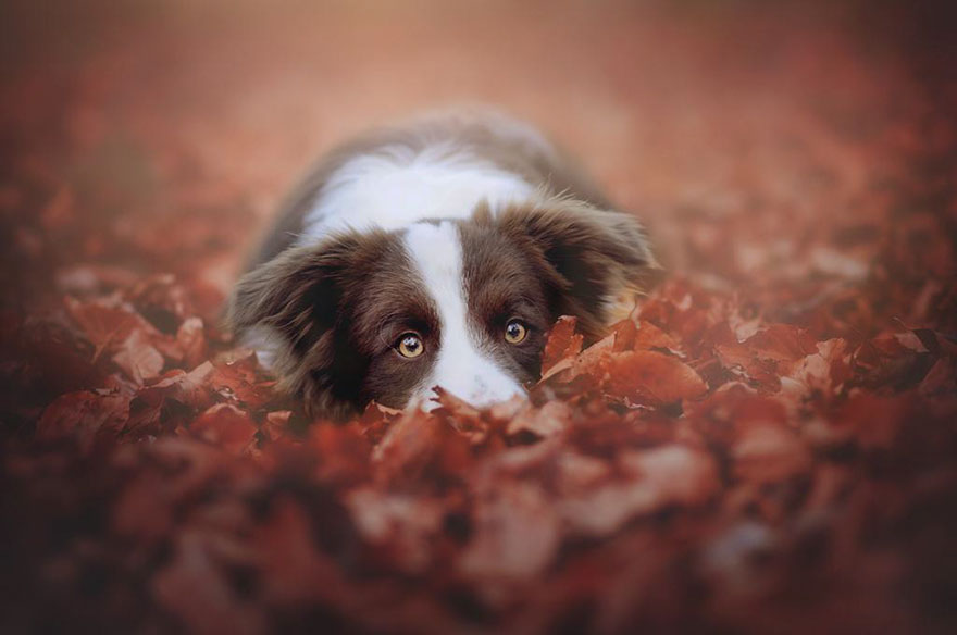 Photographer Captures Soulful Portraits Of Dogs Enjoying Autumn
