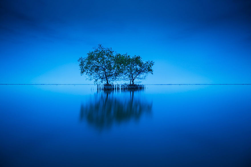 Trees Have Feelings, Make Friends And Look After Each Other Like An Old Couple, Study Finds