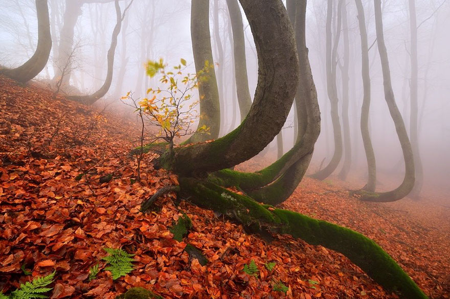 Trees Have Feelings, Make Friends And Look After Each Other Like An Old Couple, Study Finds