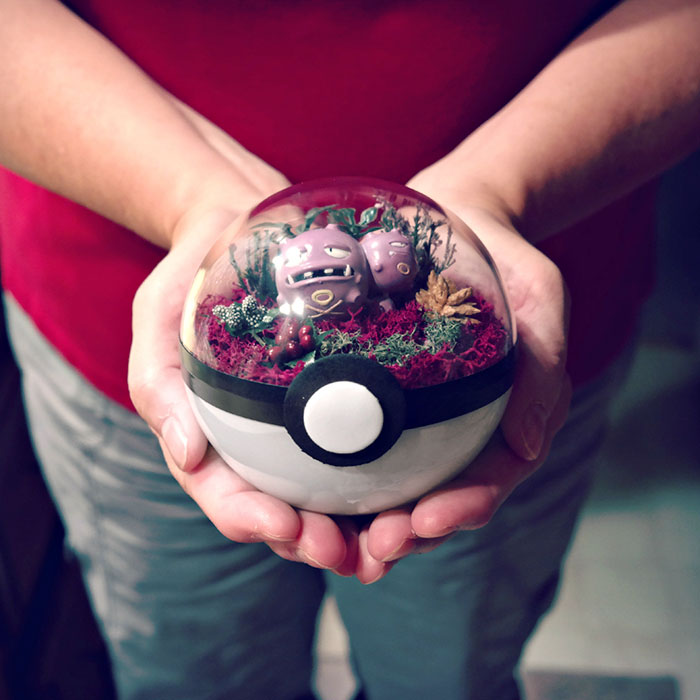 Pokeball Terrariums Are A Thing Now But The Demand Is So Big It’s Hard To ‘Catch’ Them Pokeball Terrariums Are A Thing Now But The Demand Is So Big It’s Hard To ‘Catch’ Them