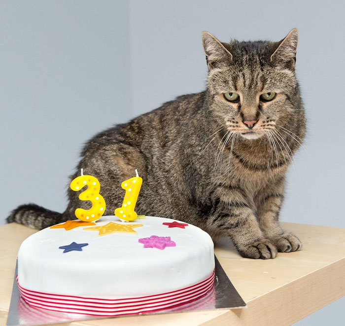 World’s Oldest Cat Is 31 And Still Has Many Lives Left World’s Oldest Cat Is 31 And Still Has Many Lives Left