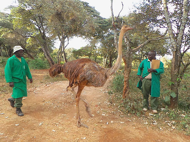 This Ostrich Snuggles Orphaned Elephants To Make Them Feel Better After Losing Their Moms This Ostrich Snuggles Orphaned Elephants To Make Them Feel Better After Losing Their Moms