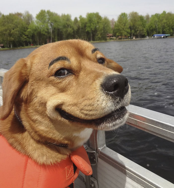 39 Funny Images of Dogs With Eyebrows