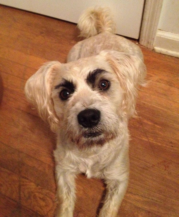 39 Funny Images of Dogs With Eyebrows 39 Funny Images of Dogs With Eyebrows