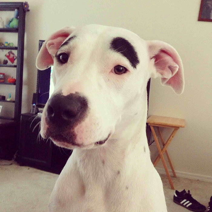 39 Funny Images of Dogs With Eyebrows 39 Funny Images of Dogs With Eyebrows