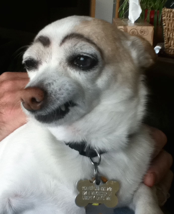 39 Funny Images of Dogs With Eyebrows 39 Funny Images of Dogs With Eyebrows