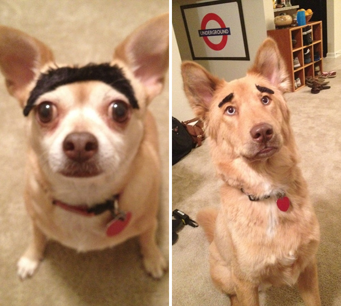 39 Funny Images of Dogs With Eyebrows