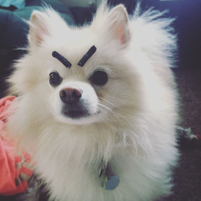 39 Funny Images of Dogs With Eyebrows 39 Funny Images of Dogs With Eyebrows