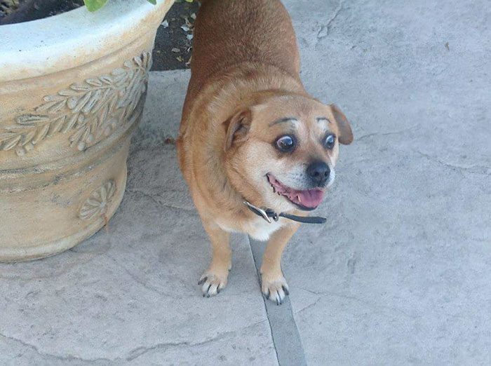39 Funny Images of Dogs With Eyebrows