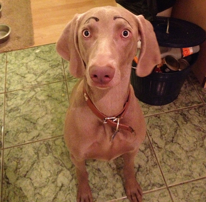 39 Funny Images of Dogs With Eyebrows