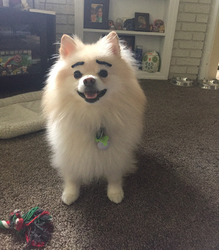 39 Funny Images of Dogs With Eyebrows