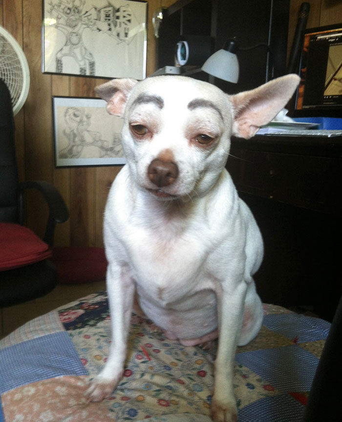 39 Funny Images of Dogs With Eyebrows