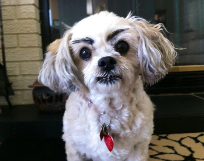 39 Funny Images of Dogs With Eyebrows