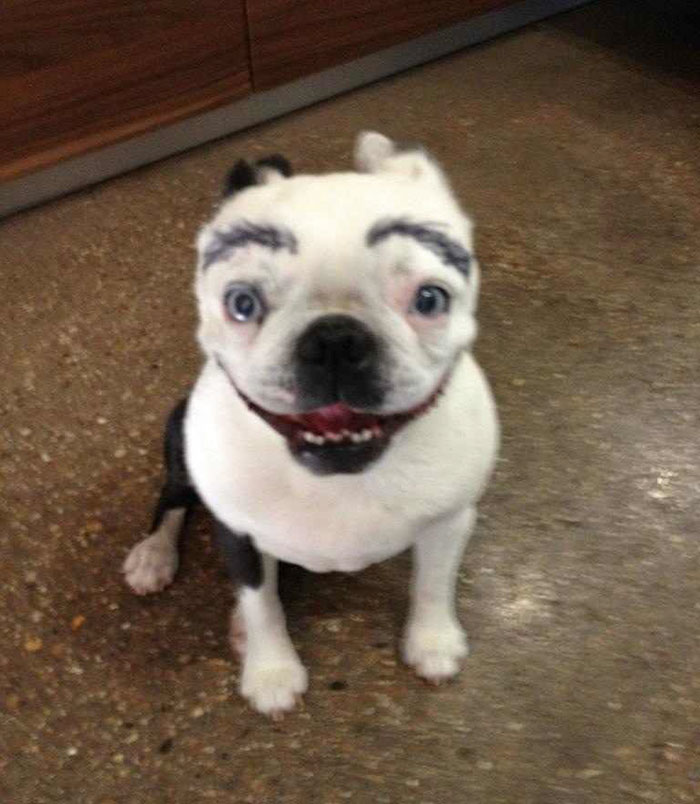 39 Funny Images of Dogs With Eyebrows 39 Funny Images of Dogs With Eyebrows