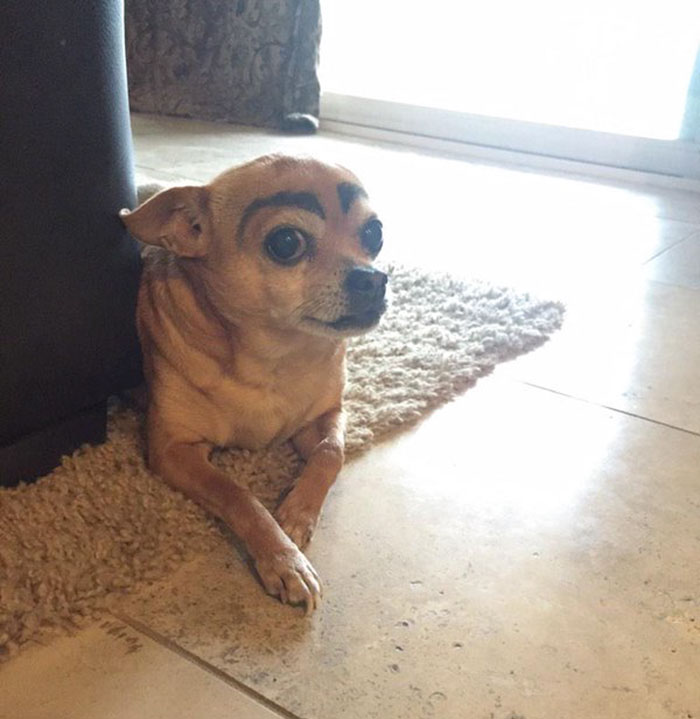 39 Funny Images of Dogs With Eyebrows