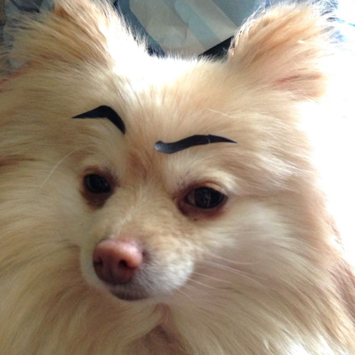 39 Funny Images of Dogs With Eyebrows