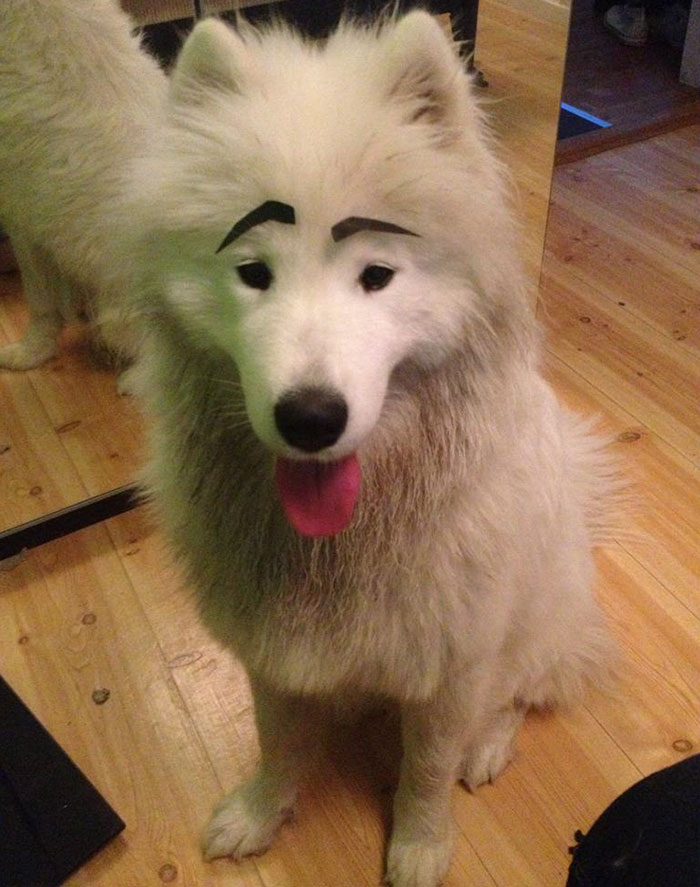 39 Funny Images of Dogs With Eyebrows