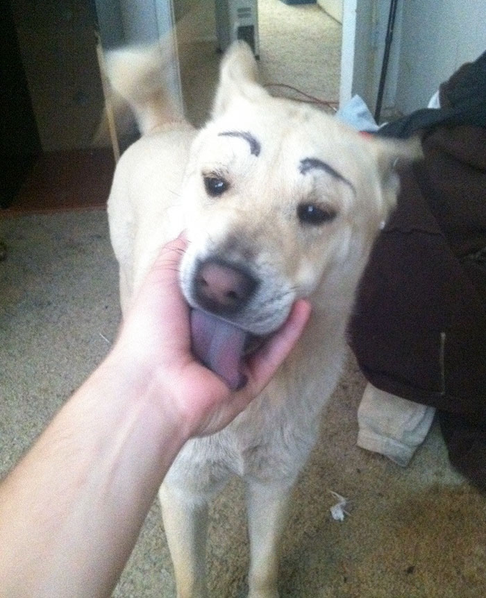 39 Funny Images of Dogs With Eyebrows