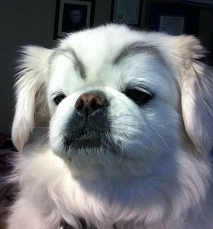 39 Funny Images of Dogs With Eyebrows