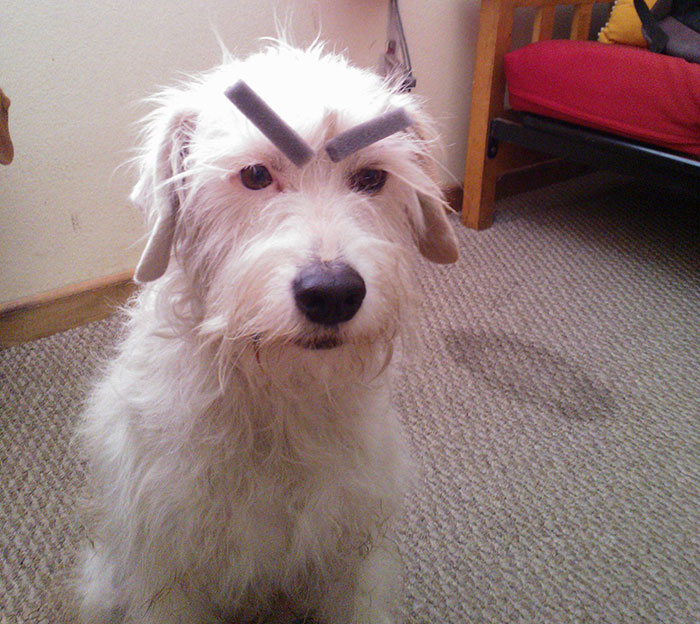 39 Funny Images of Dogs With Eyebrows 39 Funny Images of Dogs With Eyebrows