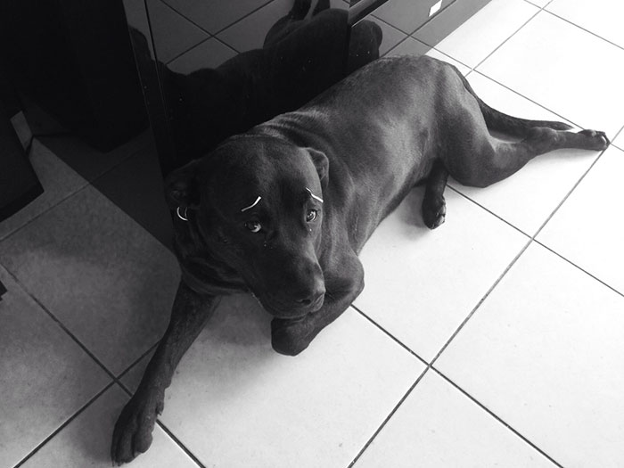 39 Funny Images of Dogs With Eyebrows